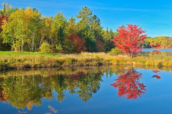 Canada-Ontario-Worthington Red maple tree reflected in St Poithier Lake